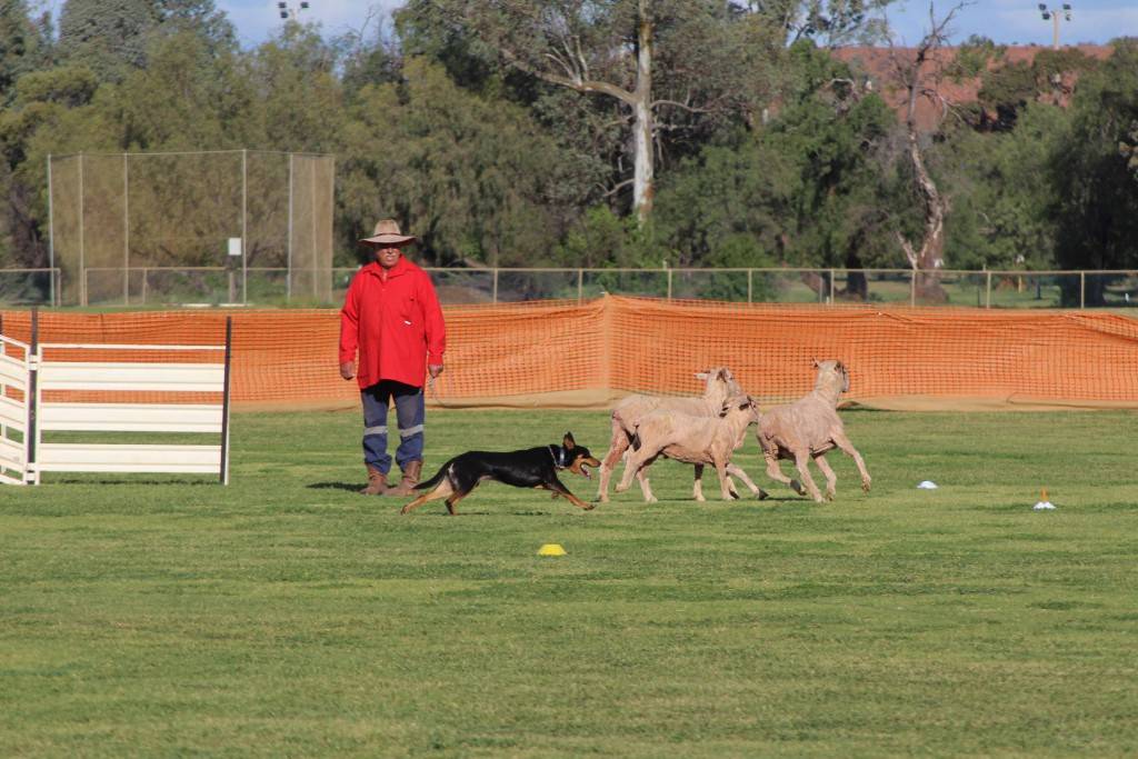 Kirk Grogan working his dog Chad in the Cobar Sheepdog Farmer’s Trial at Ward Oval last Thursday. Grogan and Chad finished as winners of the event.