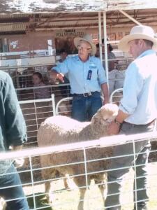 Cobar Show Sheep Judging