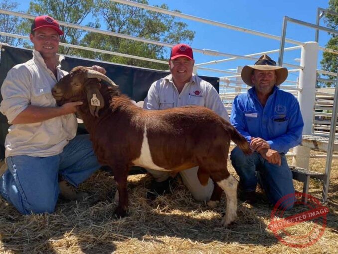 Cobar’s first buck goat sale breaks Australian records The Cobar Weekly