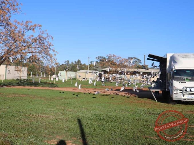 Newcastle & Coalfields Racing Pigeon Federation The Cobar Weekly