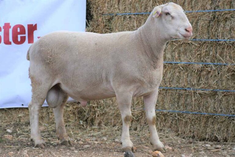 Sheepmaster Sale Success – The Cobar Weekly